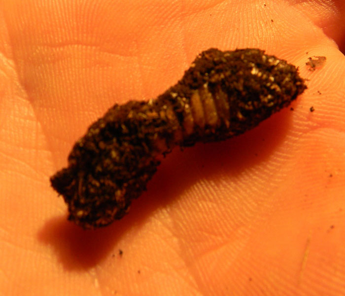 identificazione larva di Cerambycidae